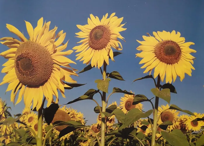 O Calme Guest house 3*